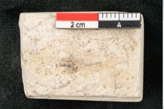 Foto (Detailansicht) von Glyptostrobus europaeus Brongniarti (NHMW-GEO-2024-0188-8076)